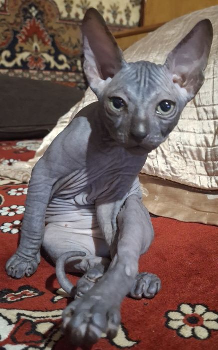 Сфинкс ,девочка ,2 мес