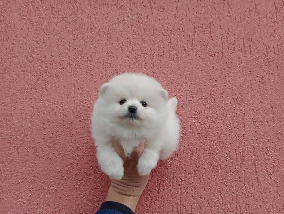 Женски Померани !