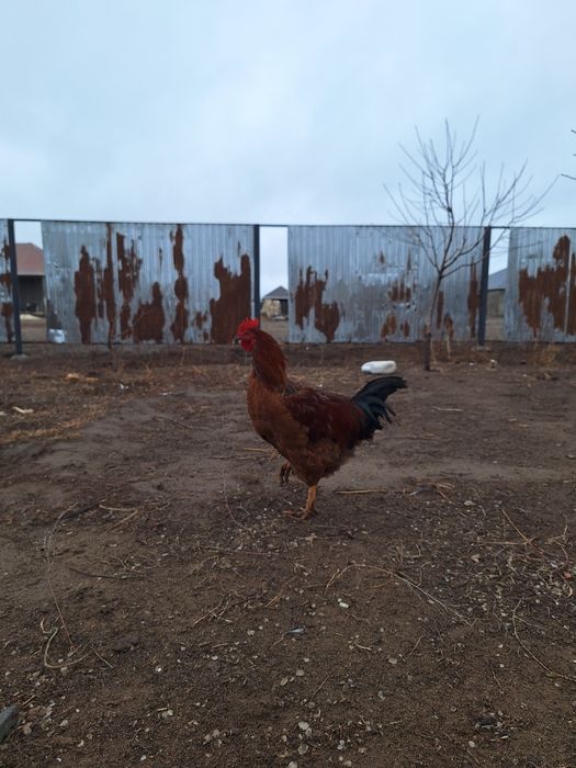 Петух/Әтеш Кучинские Юбилейное