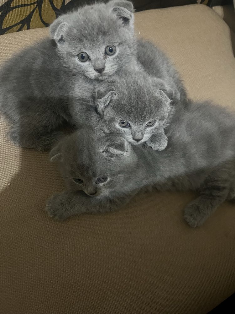 Клепоухи британки