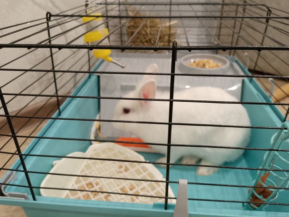 Продам декаротивного кролика,девочка, 5 месяцев