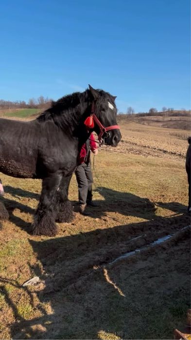 Armasar pentru monta sau vanzare