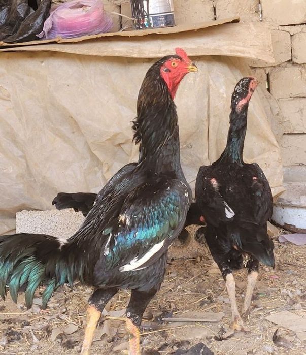 Дакан жўжа хўрозлар