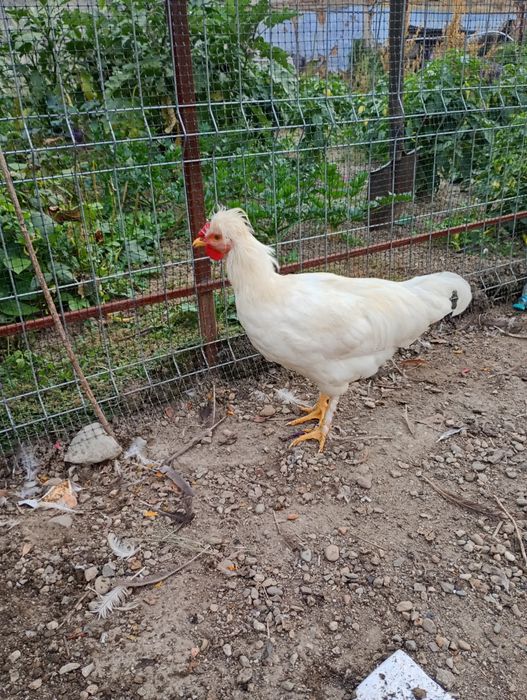 Vând 13 cocoși foarte frumoși