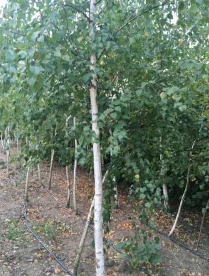 Mesteacan Alb Betula