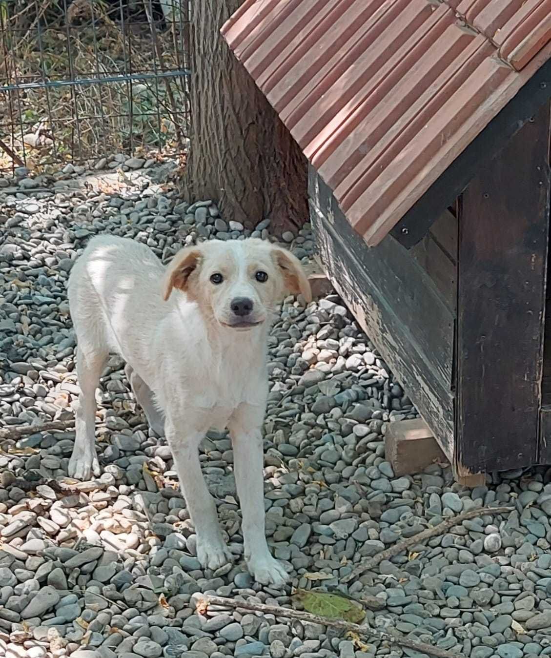 Ofer spre adoptie 2 catei albi de 4 luni
