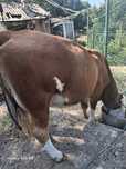 Vaca tanara Baltata romaneasca