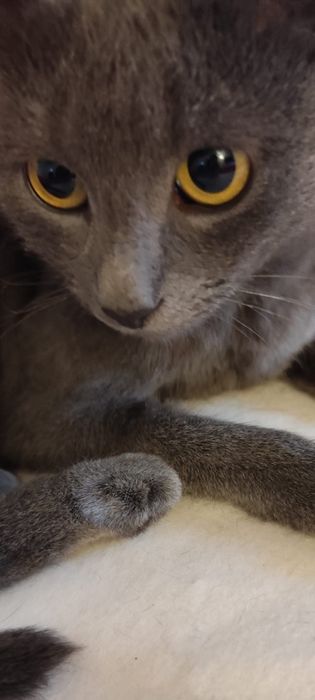 Pisica pentru adopție