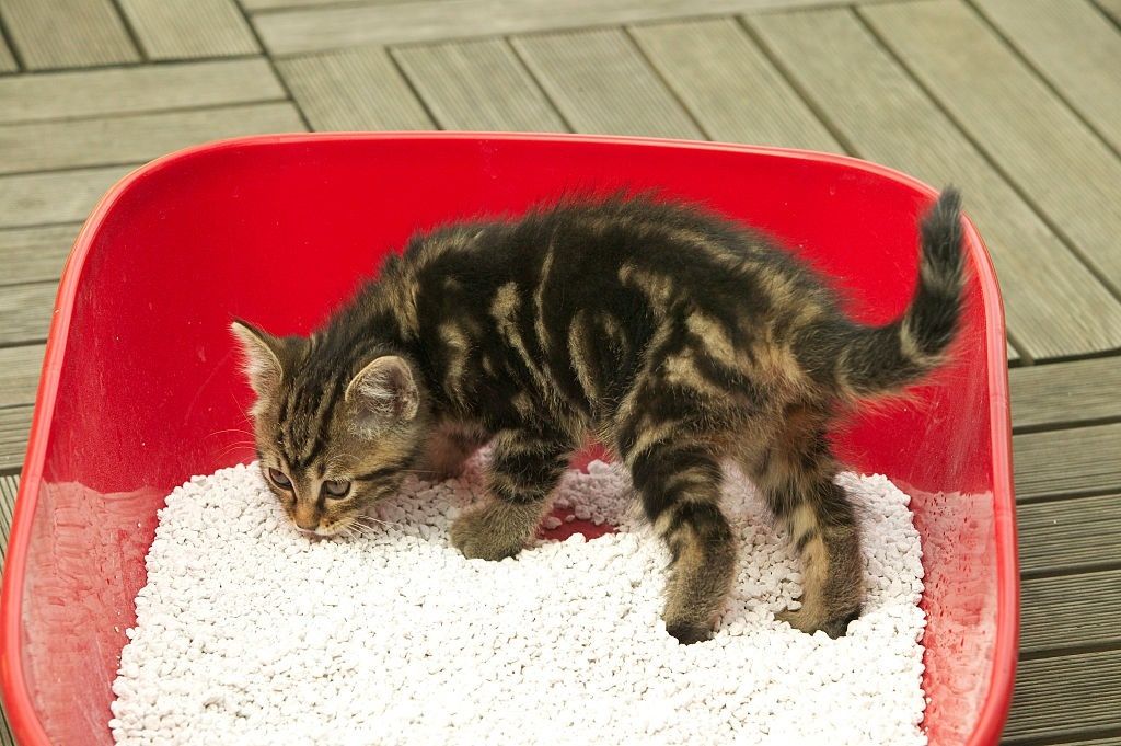 Комкующие наполнители для кошек и котят с доставкой на дом