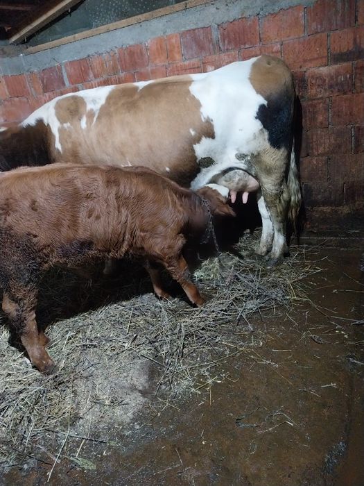 Vând tauras și vitea 5luni