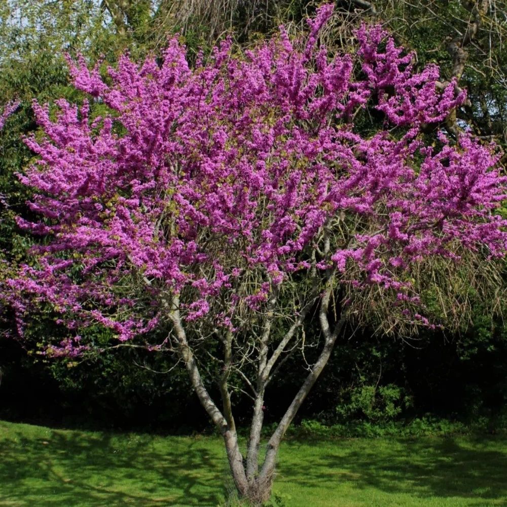 Cercis Canadensis (Arborele Lui Iuda )