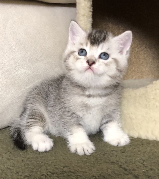 Шотландские котята!