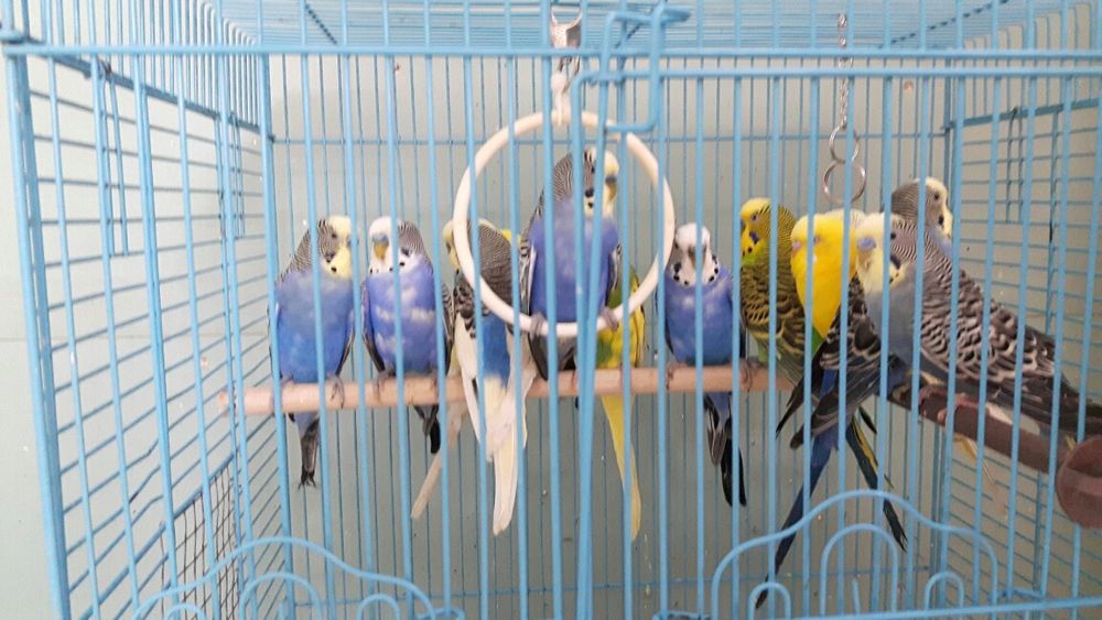 Pereche papagali peruși foarte vioi