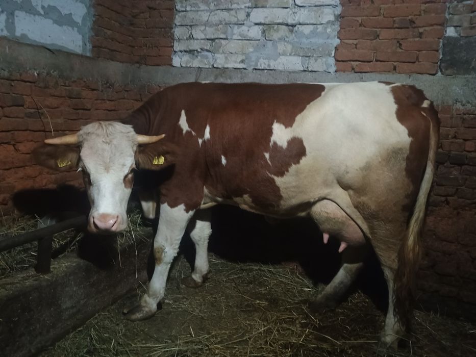Vând jurinca la prima fătare fătată recent cu 27 de litri de lapte p z