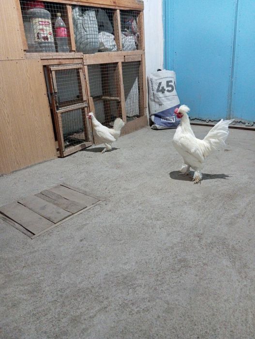 Yapon tovuq ho'roz para sotiladi