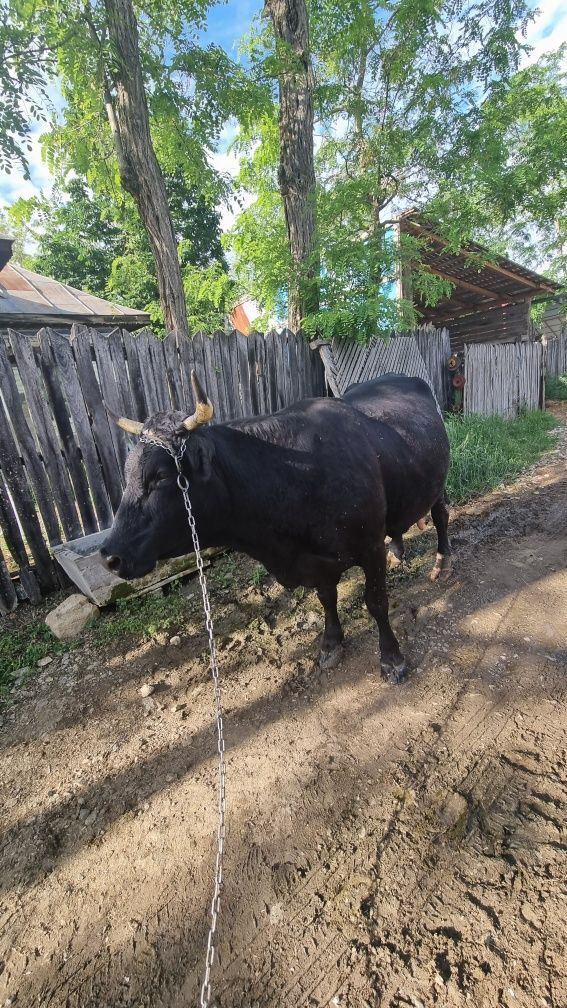 Vand vaca bună de lapte