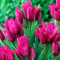 Многоцветушые голландские тюльпаны