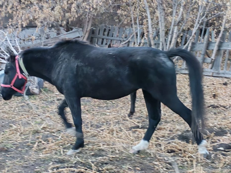 Бие сатылады. хабаласыңыздар