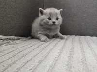 Fetita british shorthair