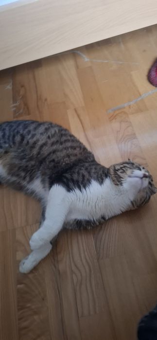 Отдам даром кот.