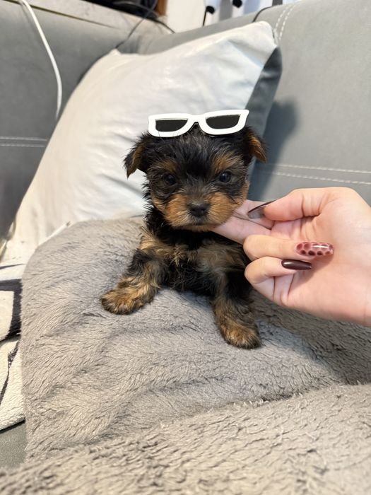 Йорки/Йоркширски териер