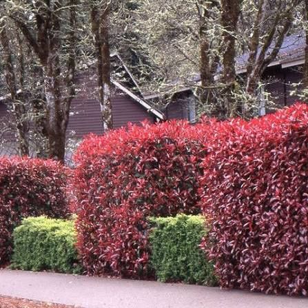 Photinia (Gard Viu )