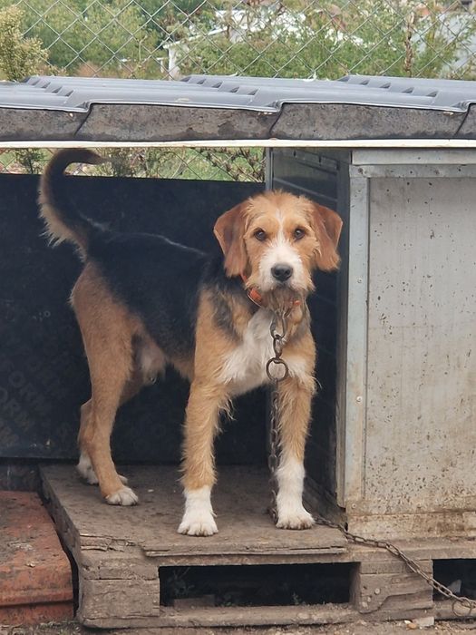 Ловно куче барак