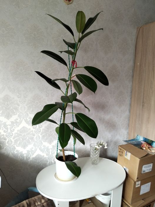 Комнатное растение Фикус