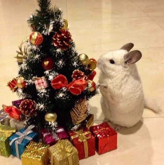 Pui de cincila chinchilla sinsila chinchila