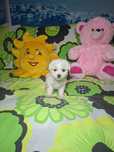 Bichon maltez fetiță cu carnet de sănătate