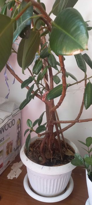 Продам фикус растение для дома