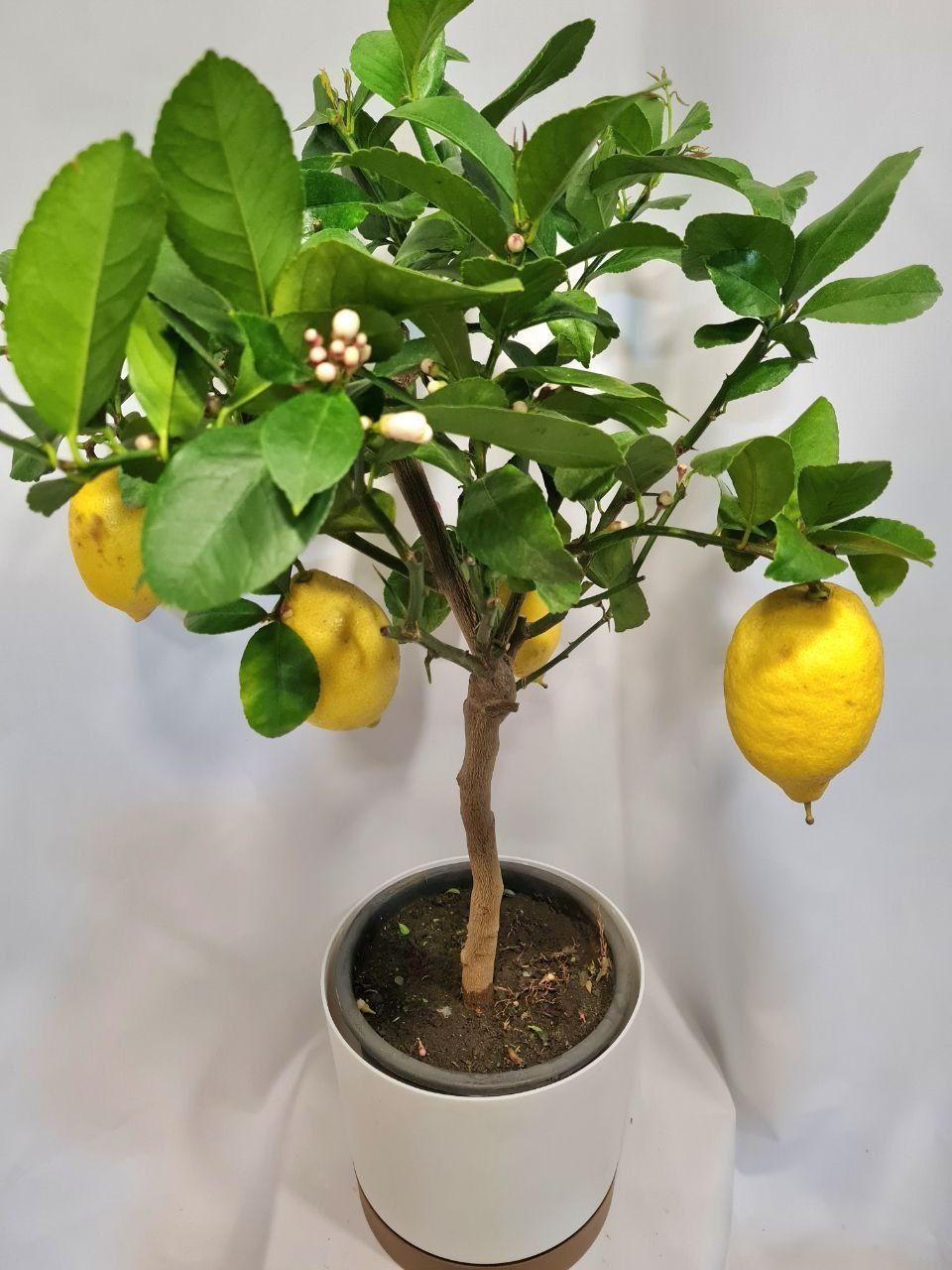 Дерево лимона. Лимон с плодами. Лимон. Цитрус лимон