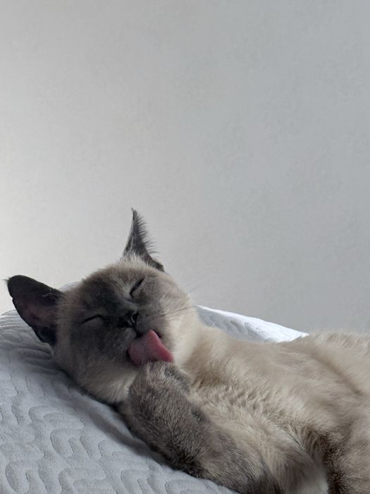 Котик ищет дом. Отдам в добрые руки