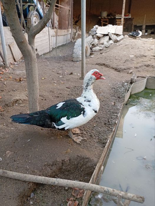 Induk O‘rdeklar Damashniy