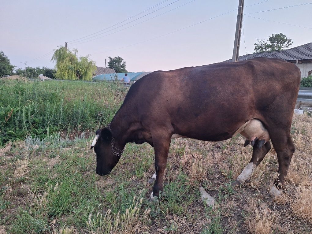Vând vacă cu vițel 8500