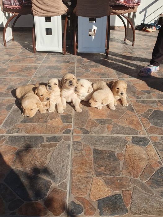 Чистокръвни Лабрадорчета