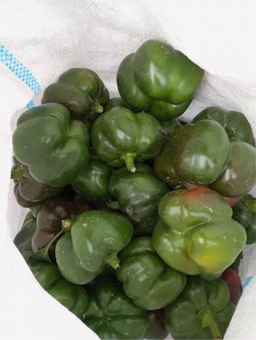 Ardei si gogoşari verzi