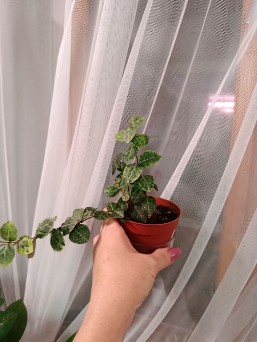 Продам комнатные цветы