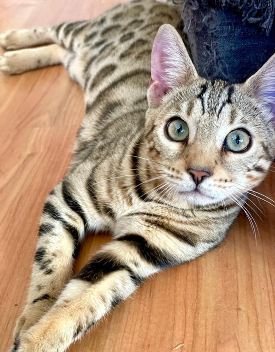 Бегалски момче и момиче от родители Шампиони