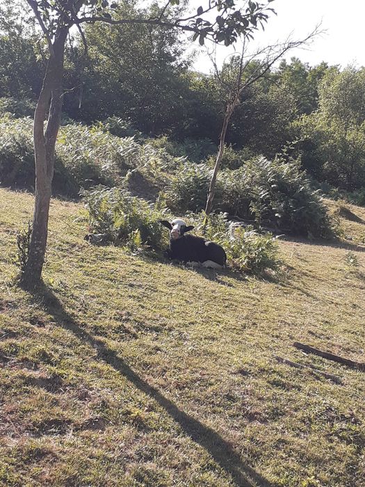 Vand vitei si vitele de bivolita