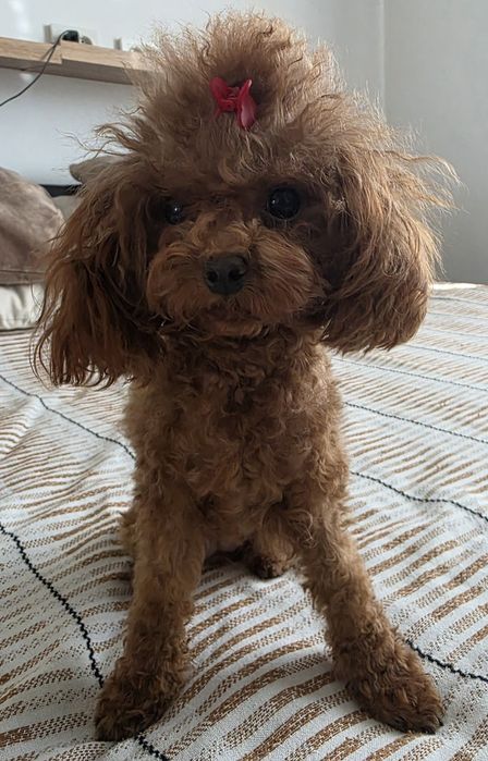 Китайски тикъп пудел момиче.