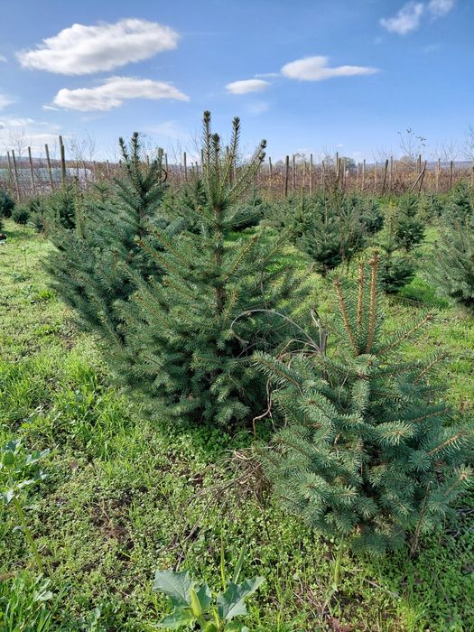 Коледни елхи за засаждане и рязани