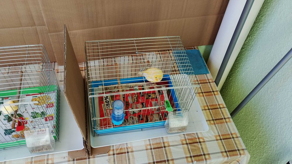 Орфей-мъжко и женско.Млади,тазгодишни.