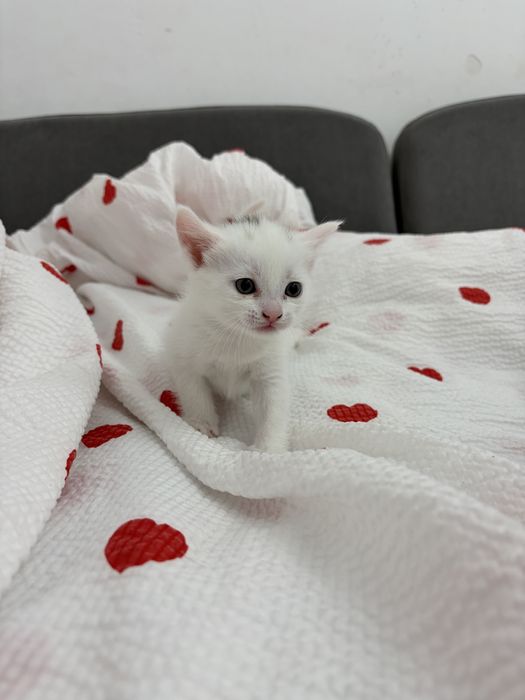 Британские котята