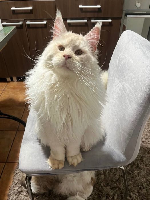 Baietel Maine Coon PEDIGREE