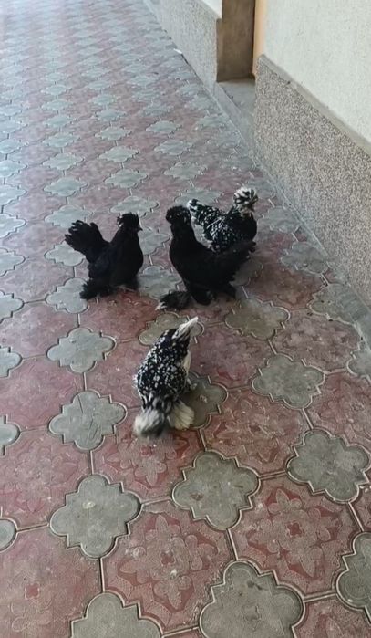 yapon tovuqlar sotiladi