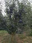 Prune extra  consum