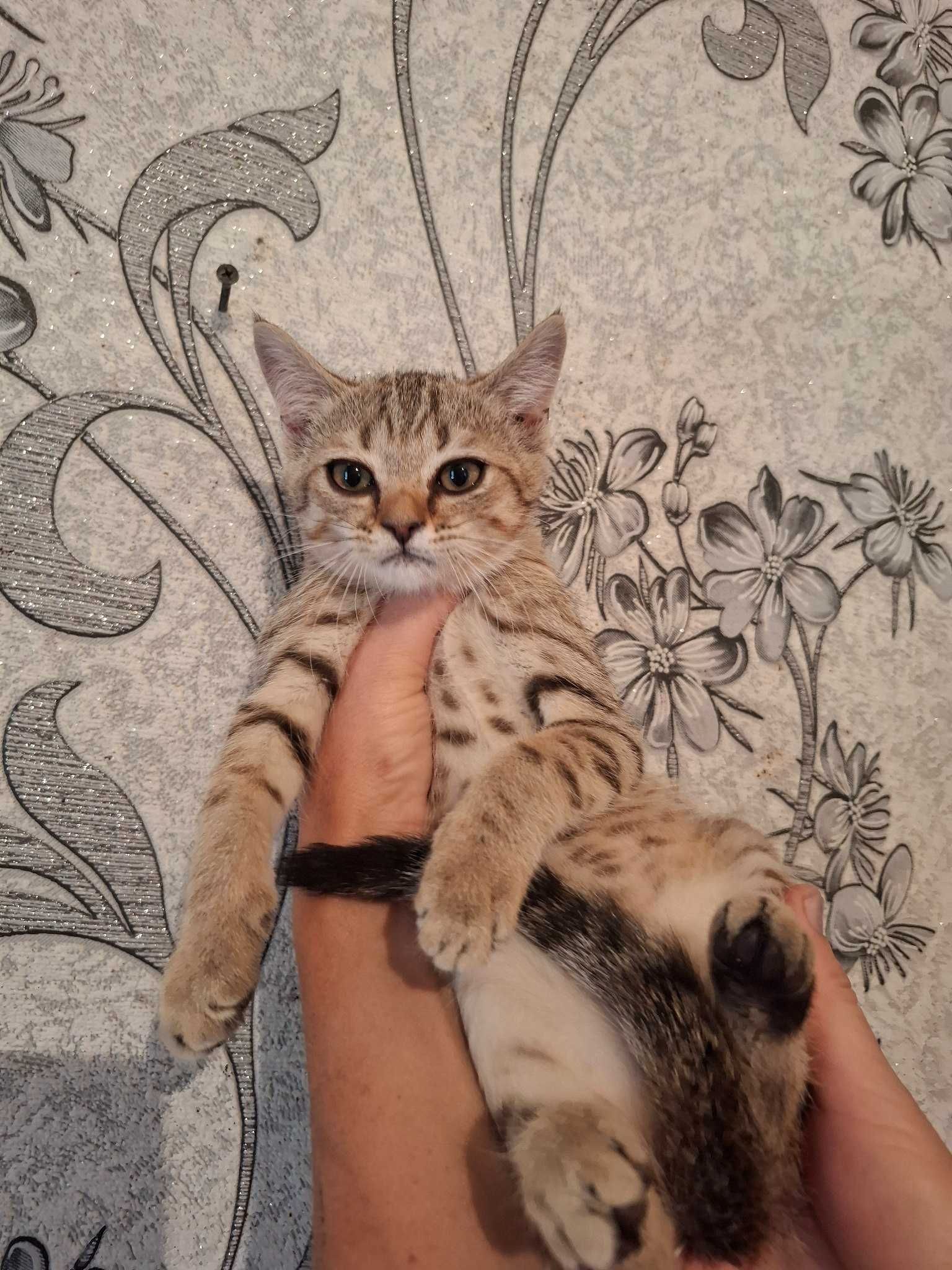 Продам породистых шотландских скоттиш страйт котят.