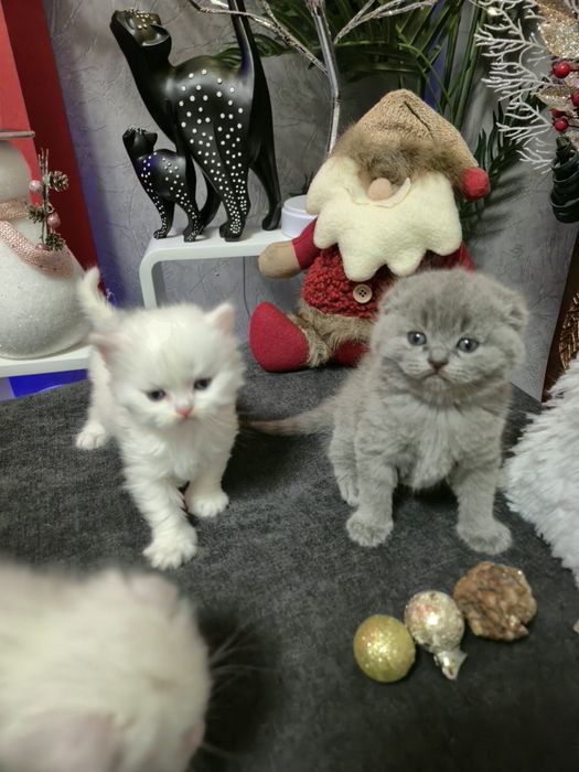 Шотландски котенца