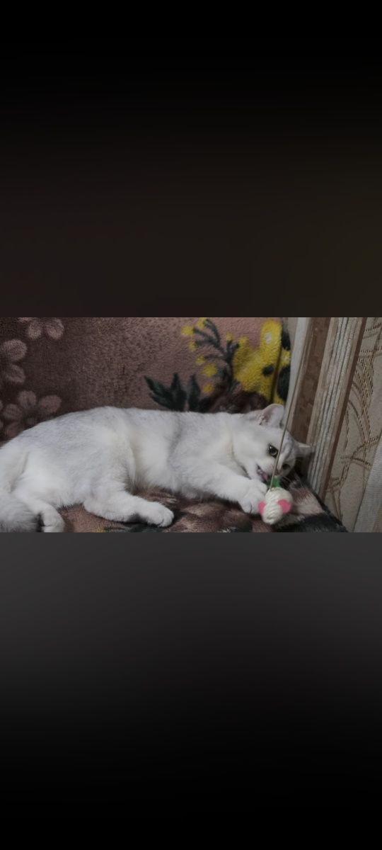 Shinshilla zotli mushuk